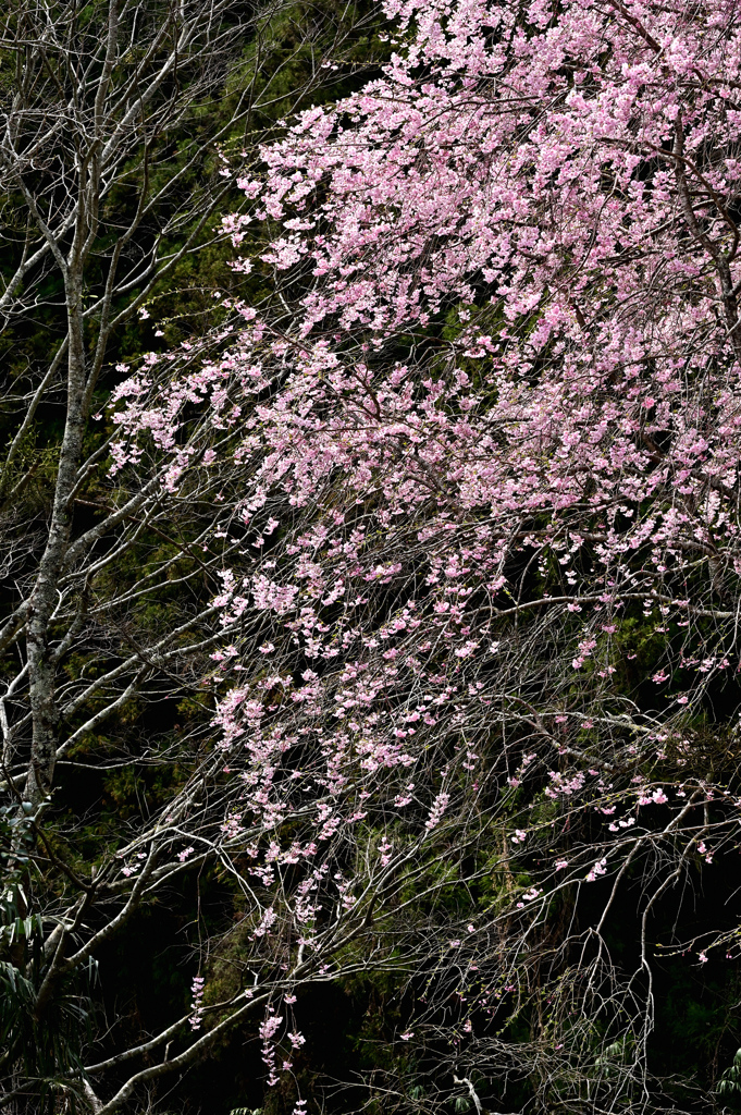 しだれ桜