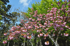 牡丹桜