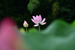 花ハス