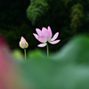 花ハス