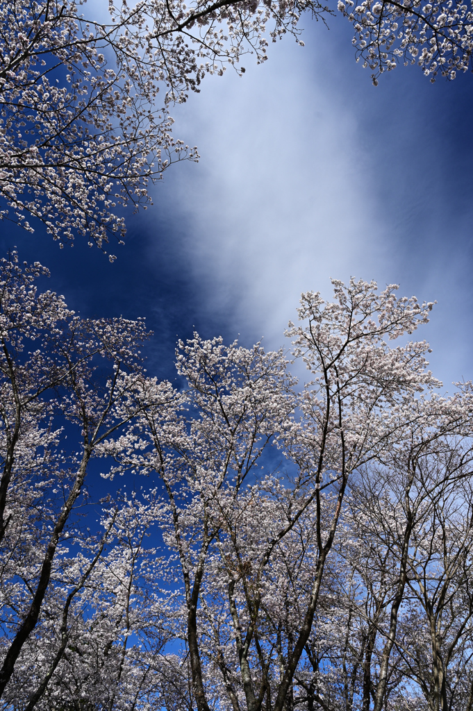 春の空