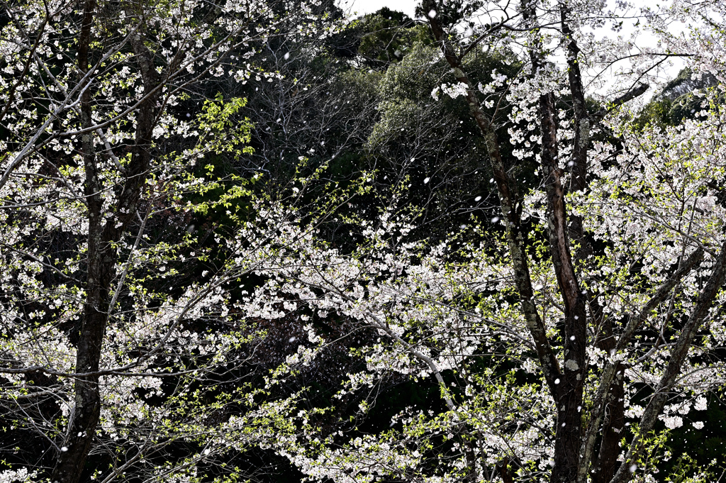 零れ桜