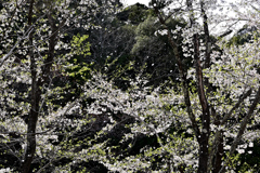 零れ桜