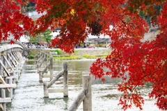 渡月橋の紅葉