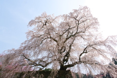 又兵衛桜２