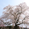 又兵衛桜２