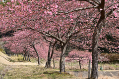 河津桜