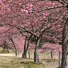 河津桜