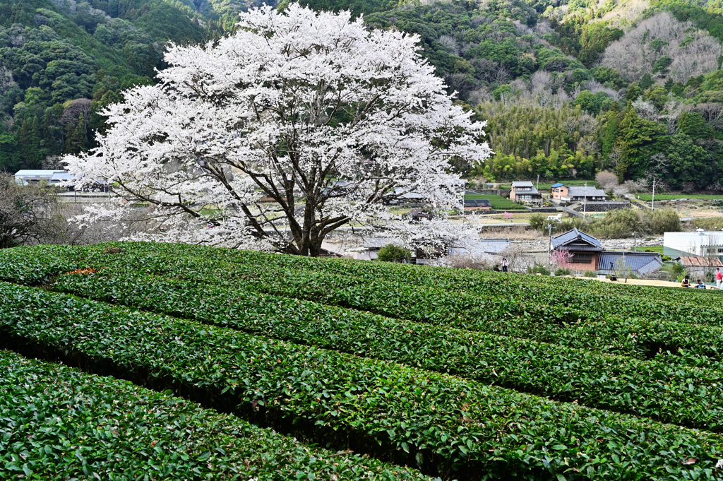 薄墨桜