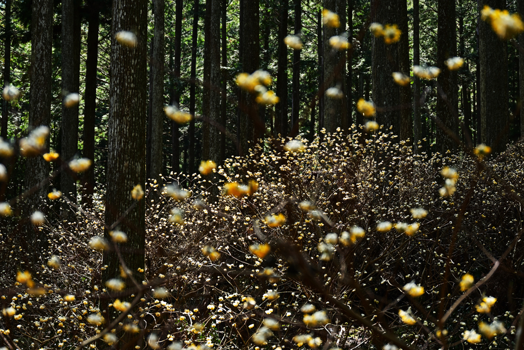 ミツマタの森