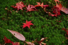 苔の絨毯