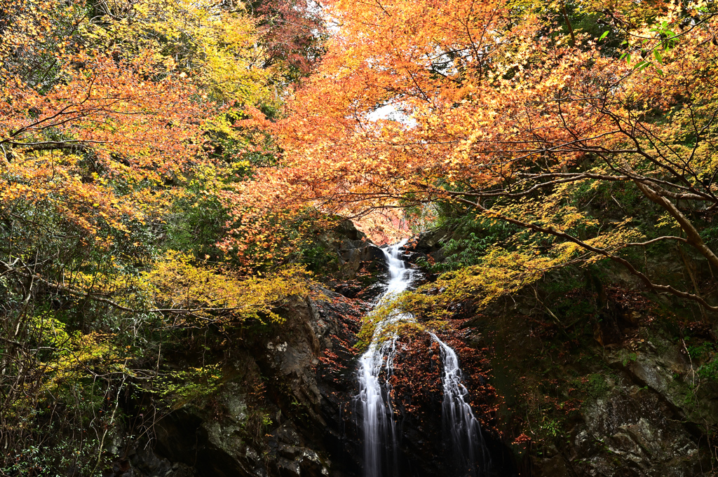 白藤の滝紅葉