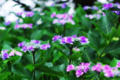 紫陽花
