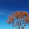 秋空