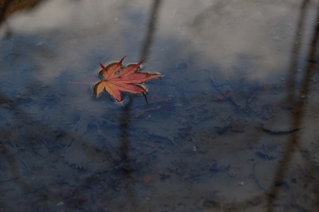 水面の紅葉