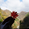 紅葉