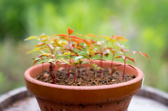 ハゼの木　寄せ植え