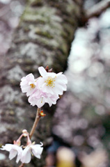 十月桜