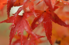 紅色の雨