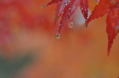 秋雨