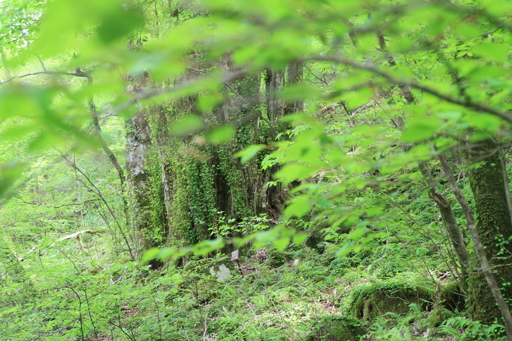 大分の風景：くじゅう黒岳の新緑