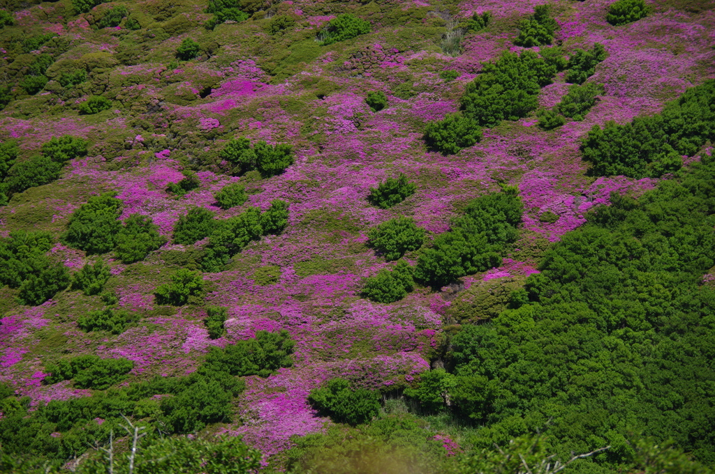 大分の景色：平治岳（ミヤマキリシマ）