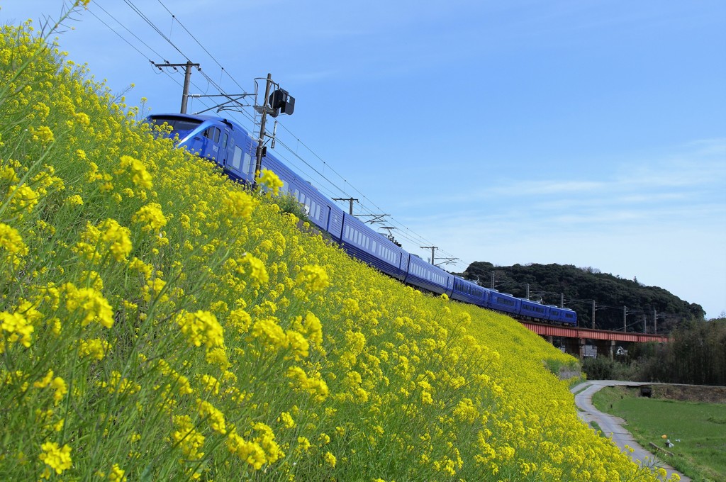 菜の花と電車（青いソニック号）