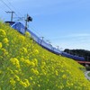 菜の花と電車（青いソニック号）
