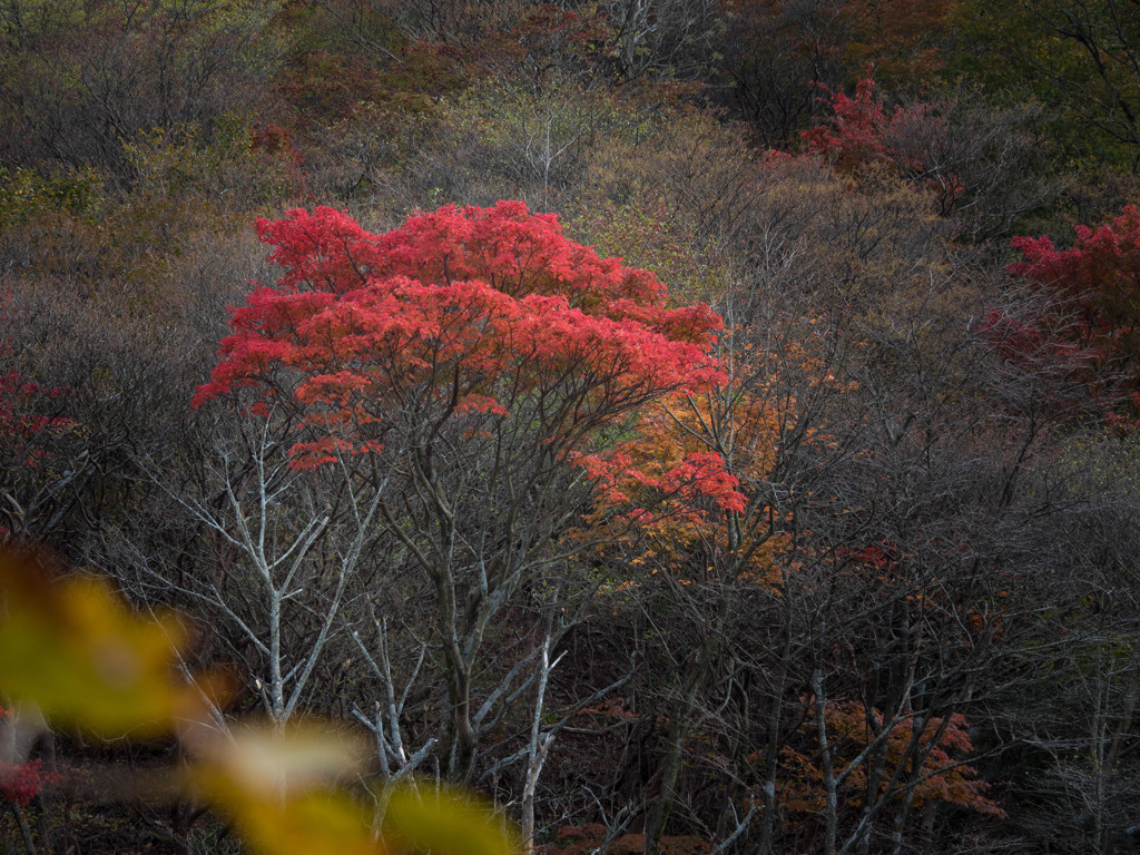 原生林の中の彩　くじゅう三俣山