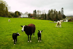 旅の写真館：イギリス湖水地方羊のいる風景１