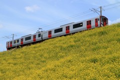 菜の花と電車