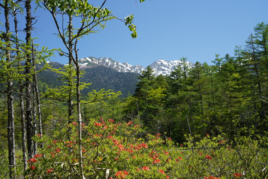 上高地のレンゲツツジ