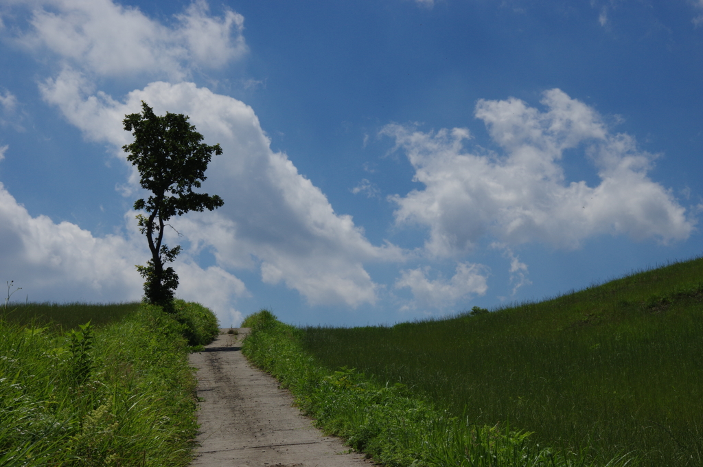 大分の景色：くじゅう・丘の道