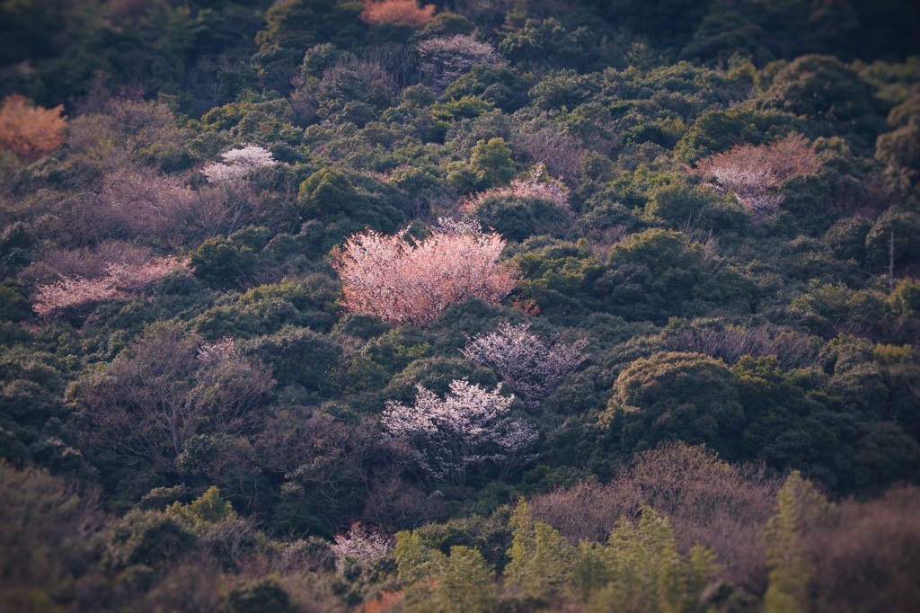 山桜「この時期だけ目立っています」