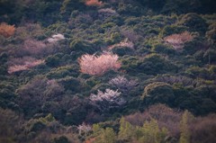 山桜「この時期だけ目立っています」
