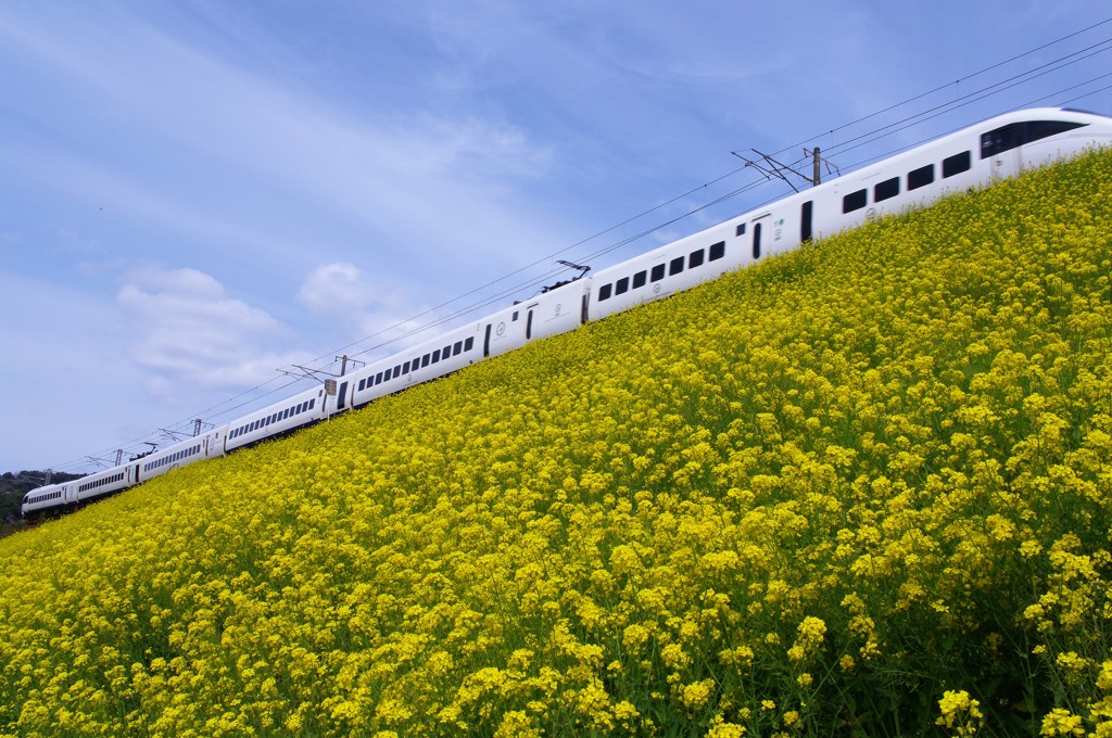 菜の花と電車（白いソニック号）