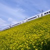 菜の花と電車（白いソニック号）