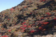 大分の山・くじゅう紅葉
