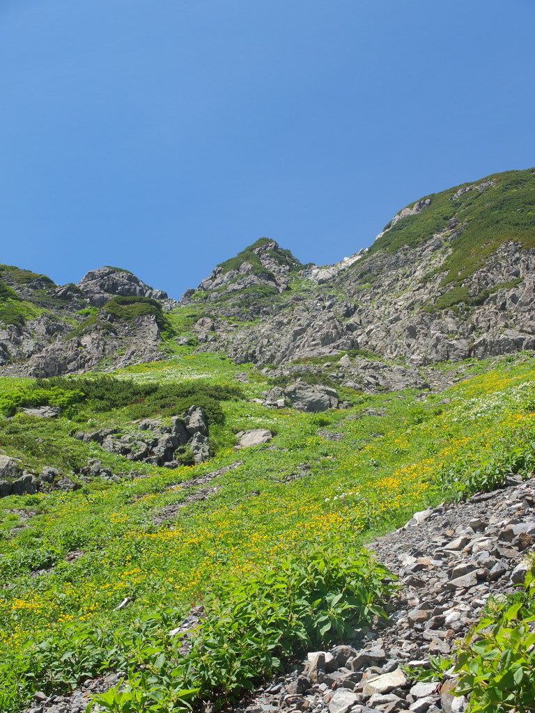 山旅：南アルプス・お花畑