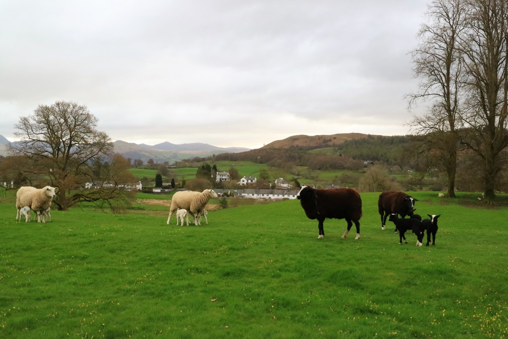 旅の写真館：イギリス湖水地方羊のいる風景2