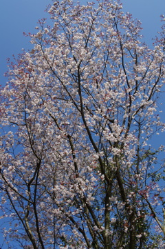 山桜