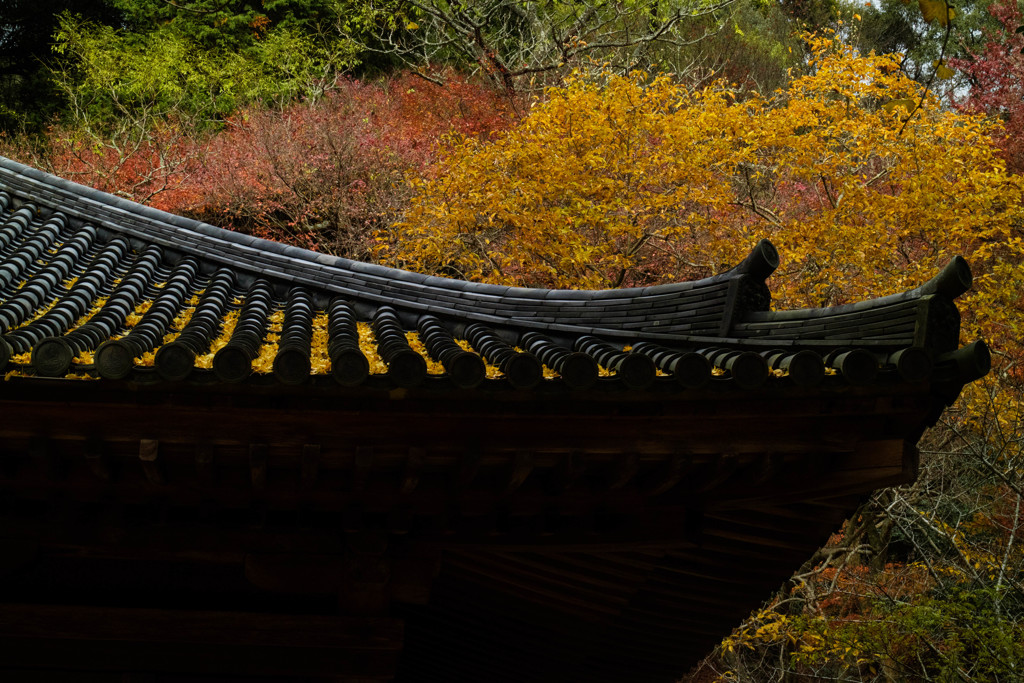 落ち葉の伽藍（国宝富貴寺）