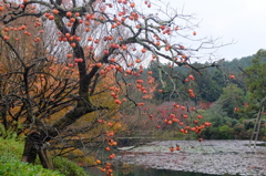 龍安寺