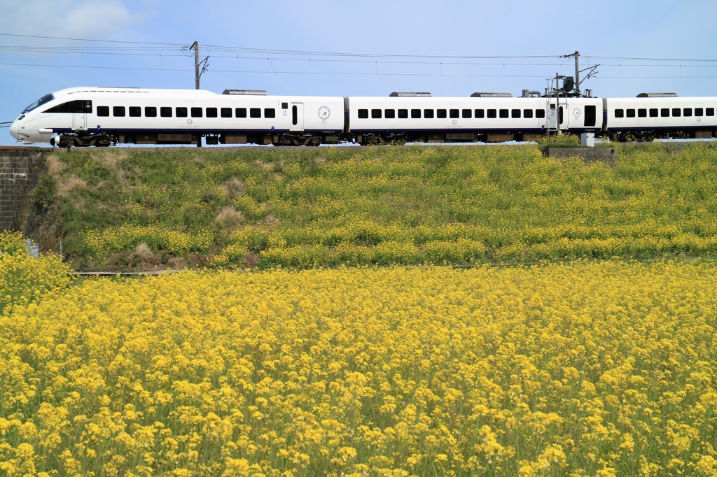 菜の花と電車（白いソニック号）