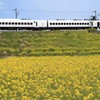 菜の花と電車（白いソニック号）