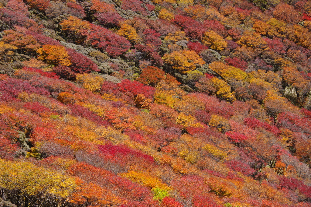 くじゅう・大船山の紅葉
