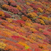 くじゅう・大船山の紅葉