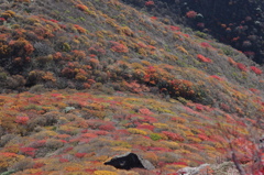 大分の山・くじゅう紅葉