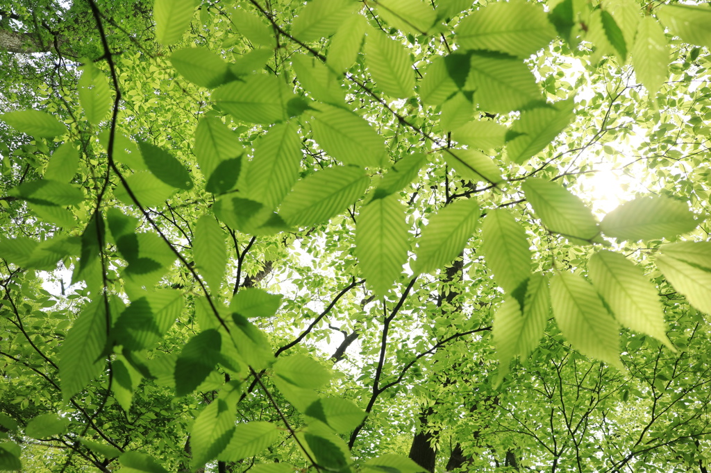 大分の風景：くじゅう黒岳の新緑