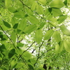 大分の風景：くじゅう黒岳の新緑